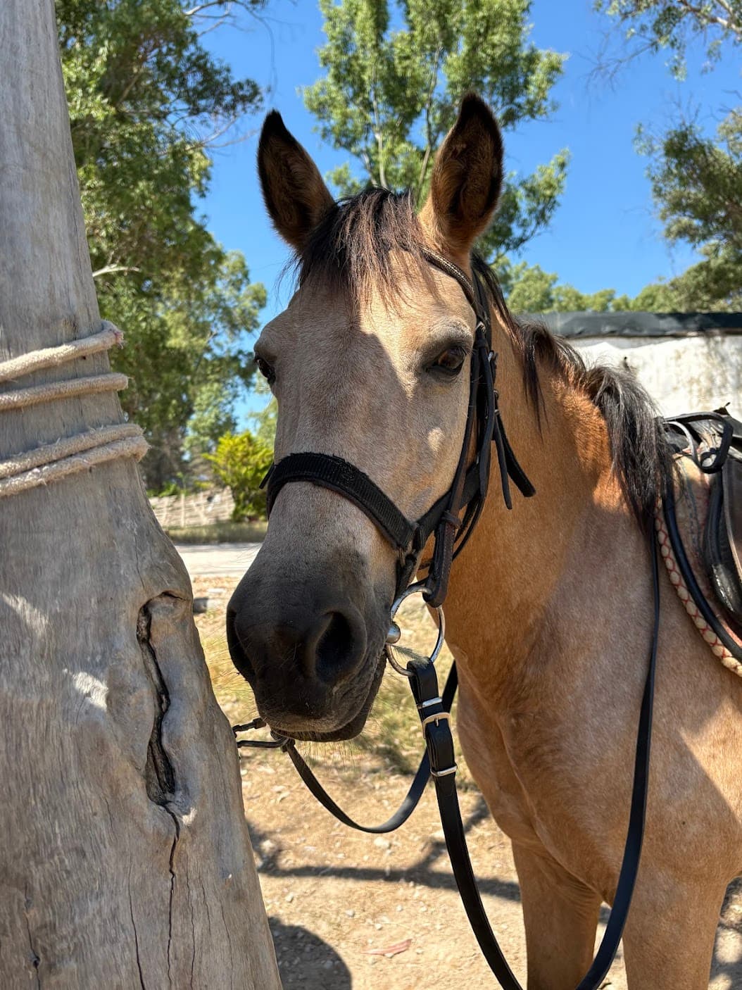 Kusadasi Horse Riding Safari - 15